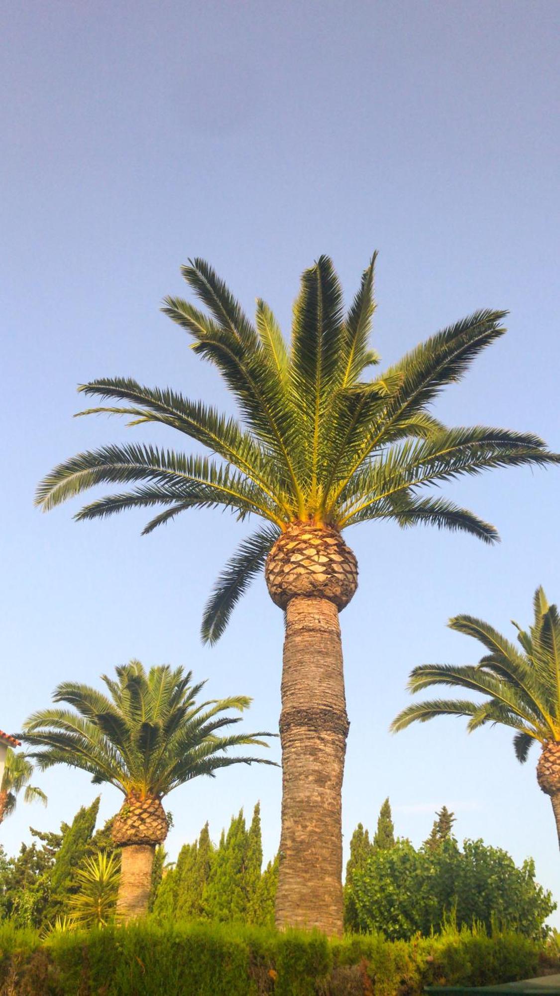 Denia El Palmar 183ヴィラ エクステリア 写真